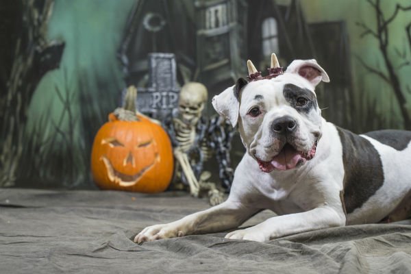 Risks of Dog Bites on Halloween