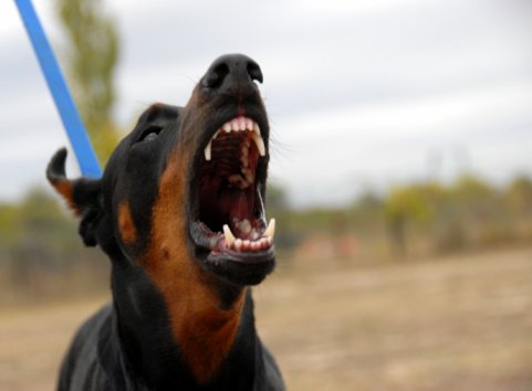 doberman barking