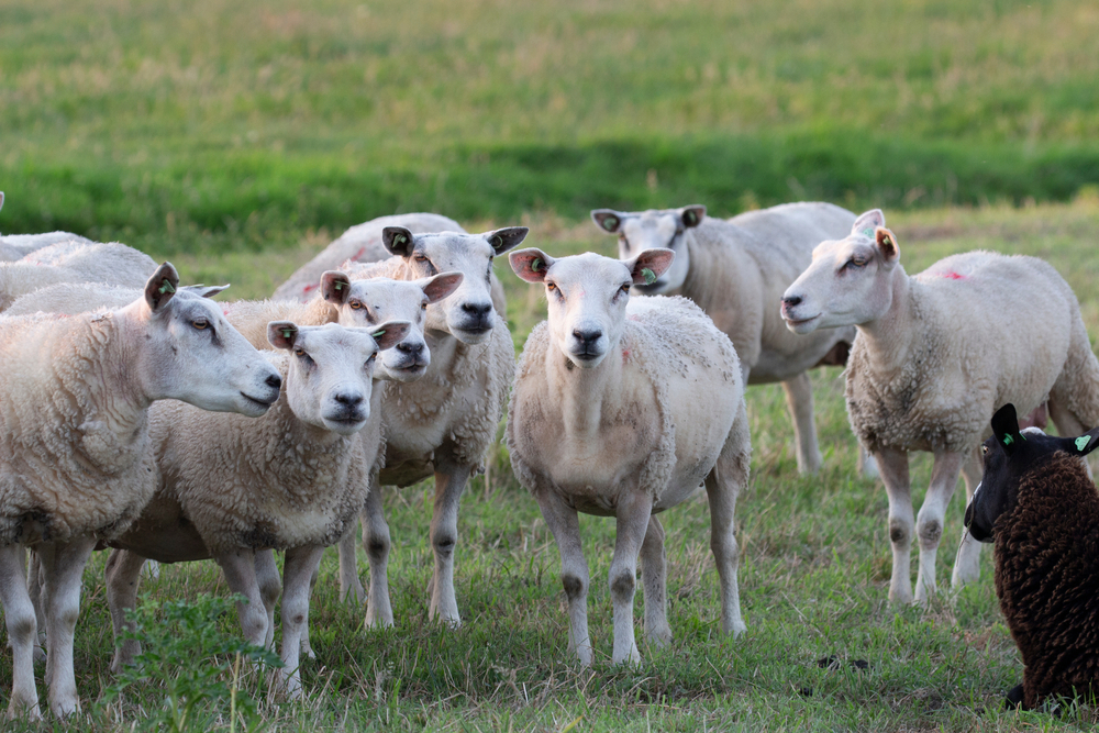 Lambs Farm Waukegan Salvi, Schostok & Pritchard P.C.